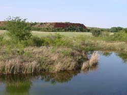 Pond pic