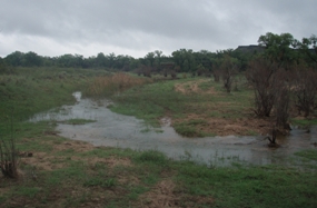 ranch horizon